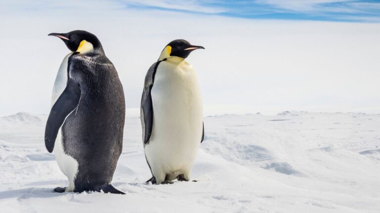 Kaiserpinguin stark gefährdet: Klimawandel bedroht Antarktis